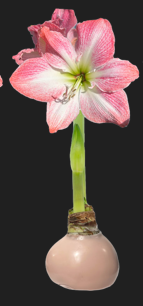 Pastel Wax Bulb Amaryllis