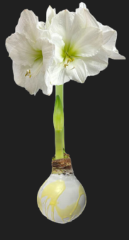 Splatter Pastel Wax Bulb Amaryllis