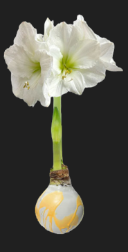 Splatter Pastel Wax Bulb Amaryllis