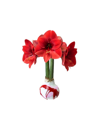 Valentine's Amaryllis Wax Bulbs