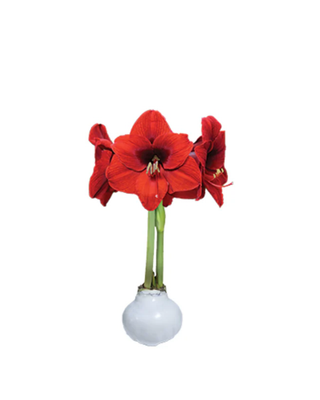 Valentine's Amaryllis Wax Bulbs