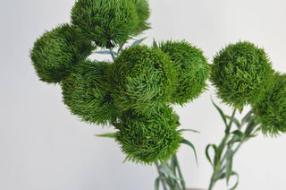 21.5" Dianthus Green Ball Stem