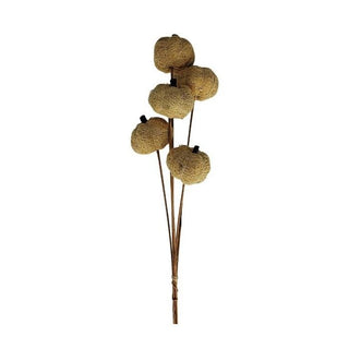 Vine Pumpkin Natural Stem