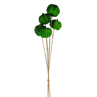 Vine Pumpkin Green Stem