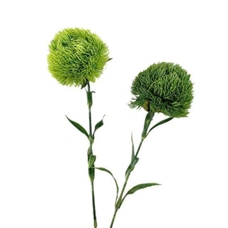 21.5" Dianthus Green Ball Stem