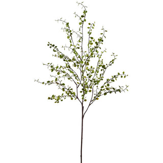 Muehlenbeckia Wire Spray