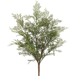 Cedar Bush