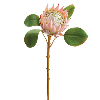 Pink Queen Protea Spray