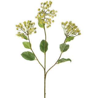 Hypericum Berry Spray