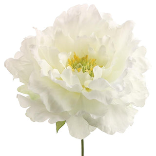 Cream Peony Pick
