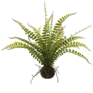 Fern with Soil