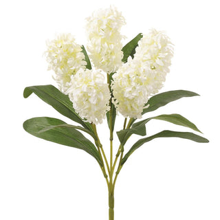 Cream Hyacinth Bush