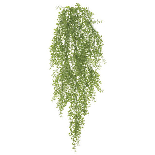 Baby's Tears Hanging Bush