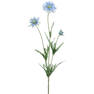 Helio Scabiosa Spray