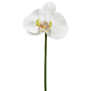 Wht/Grn Phalaenopsis Orchid Pick