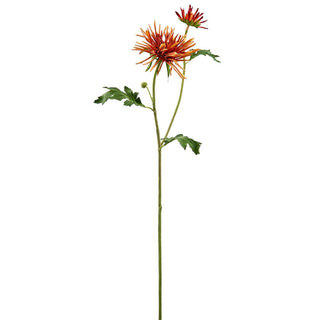 24" Spider Mum Spray FL