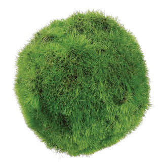 2" Moss Ball