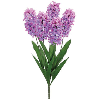 Purple Two Tone Hyacinth