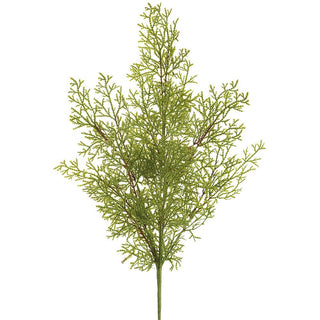 Spike Moss Stem