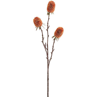 Rust Banksia Spray