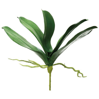 Phalaenopsis Orchid Leaf Plant