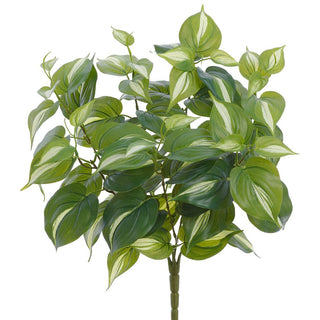 Philodendron Bush