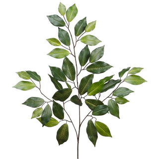 Ficus Benghalensis Spray