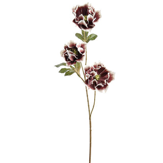 Brown Helleborus Spray