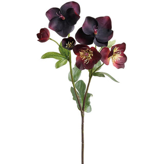 Plum Helleborus Spray