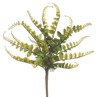 Button Fern Bush
