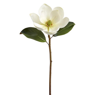 Magnolia Bloom Stem