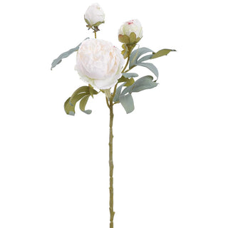 Cream Dried Peony Spray