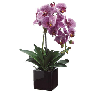 Violet Orchid Pot