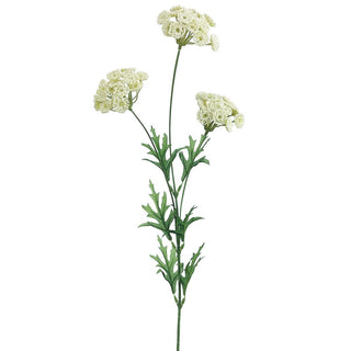 Queen Anne's Spray White