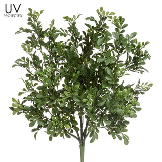 UV Boxwood Bush