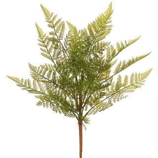 Green Fern Bush