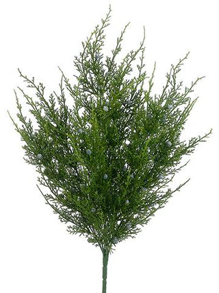 Juniper Berry Bush