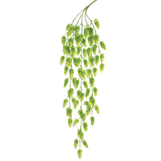 Hops Hanging Bush