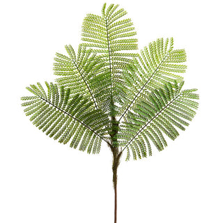 Delonix Regia Leaf Spray