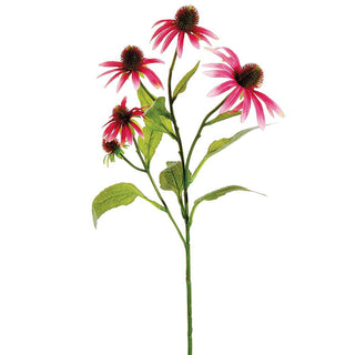 Pink Echinacea Spray