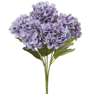 20" Blue Hydrangea Bush