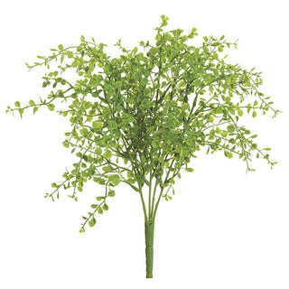 Soft Button Fern Bush