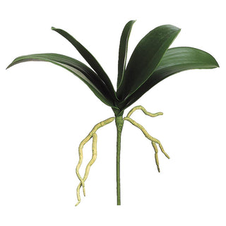 12" Orchid Leaf Plant GR