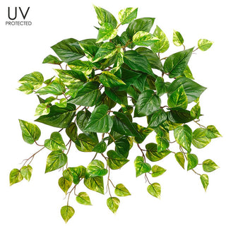 20" UV Hanging Pothos
