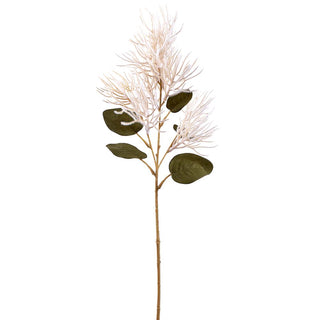 Smokebush Spray