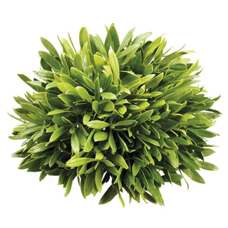 Olive Leaf Ball