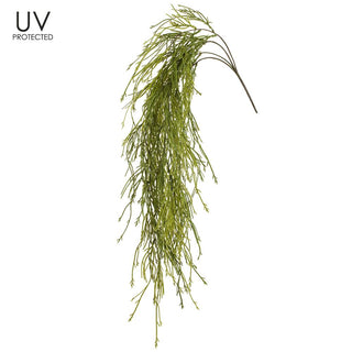 UV Hanging Clubmoss