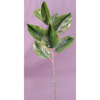 Magnolia Stem