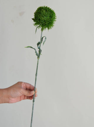 21.5" Dianthus Green Ball Stem