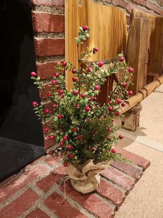 Potted Boxwood Berry 20"